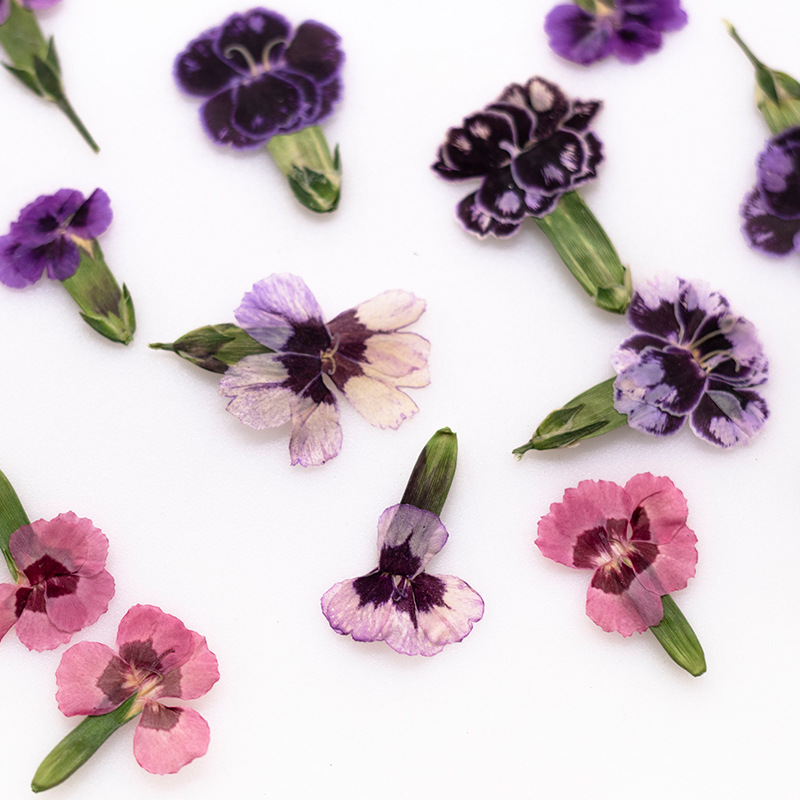 24 قطعة، زهور ديانثوس مجففة مض - مراجعة Dried Flower Bookmark وسعره