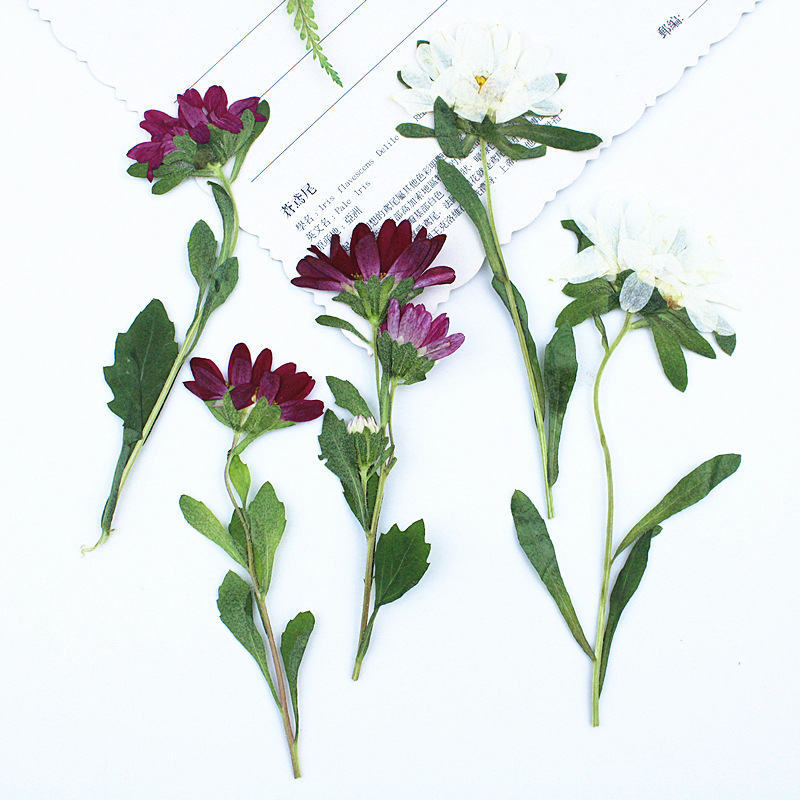 24 قطعة، زهور أقحوان صغيرة مجف - مراجعة Dried Flower Bookmark وسعره